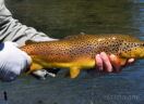 Trota fario - Pesca a mosca